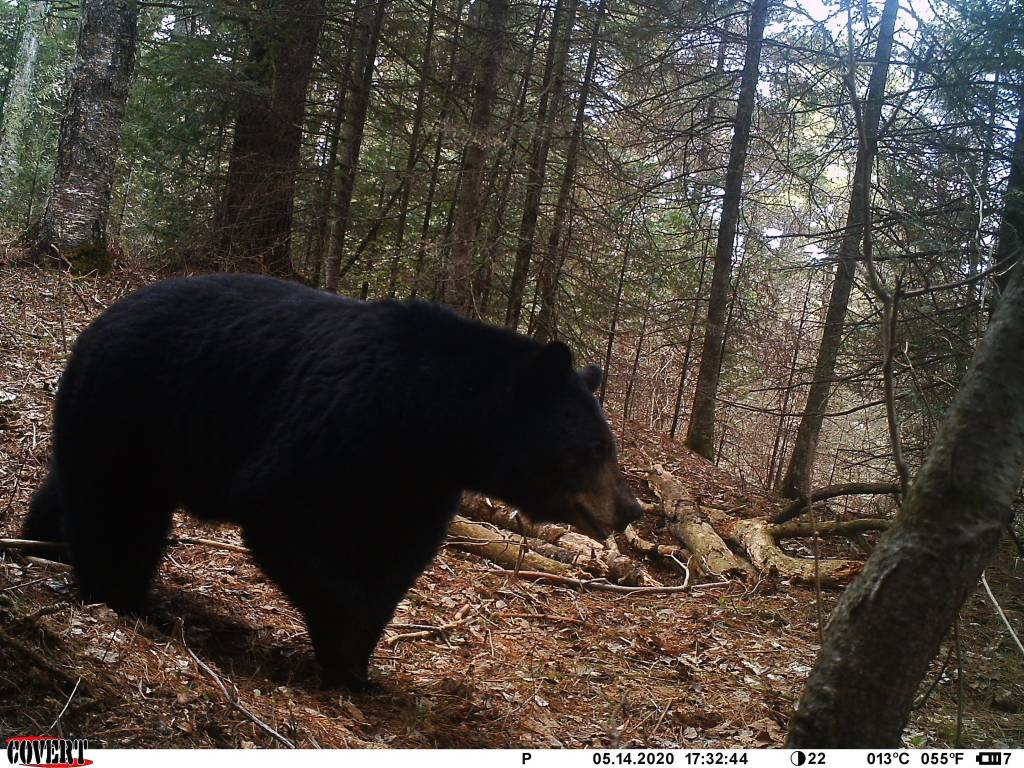 Wisconsin Black Bear