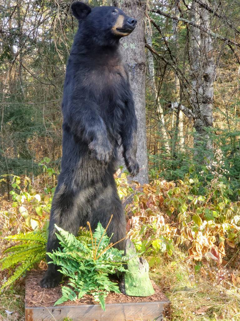 Wisconsin Black Bear Taxidermy