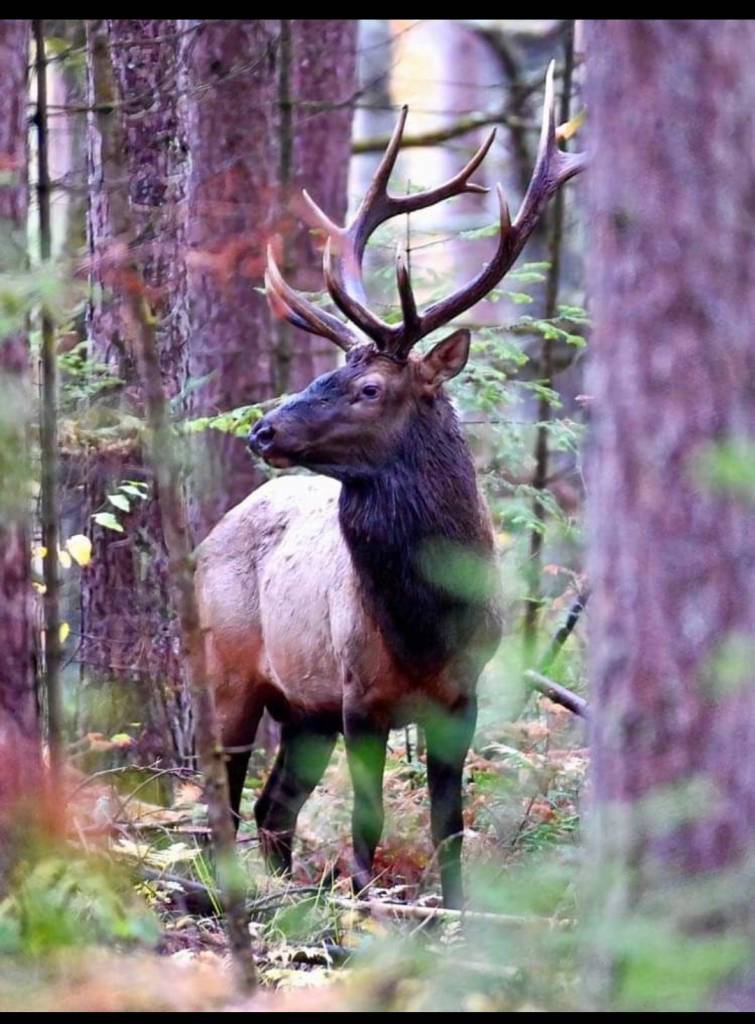 Clam Lake, WI Bull Elk Clam Lake, WI Bull Elk